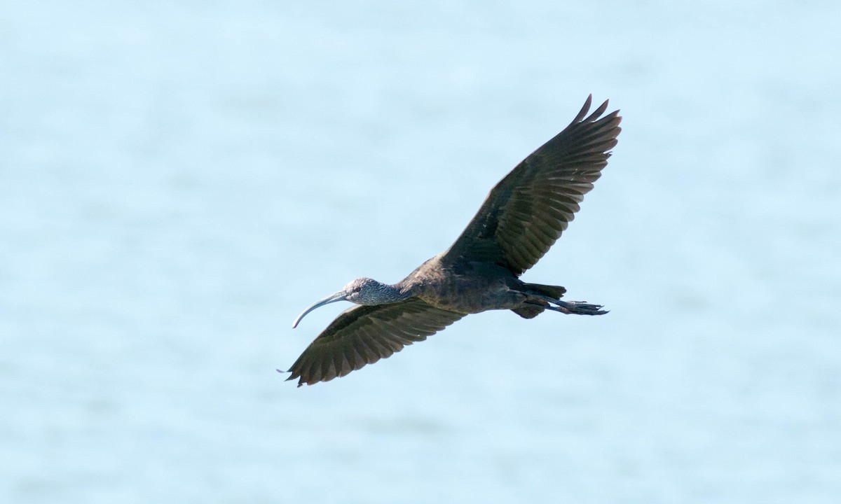 ibis americký - ML71043591