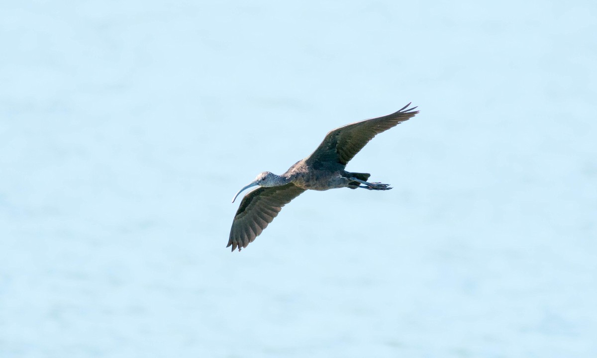 ibis americký - ML71043611