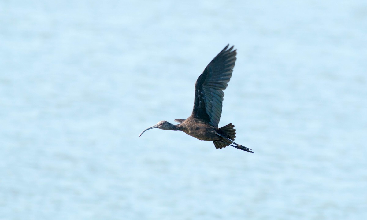ibis americký - ML71043621