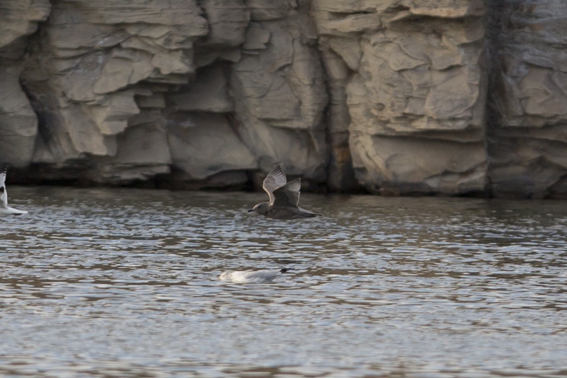 Iceland Gull (Thayer's) - ML71043691