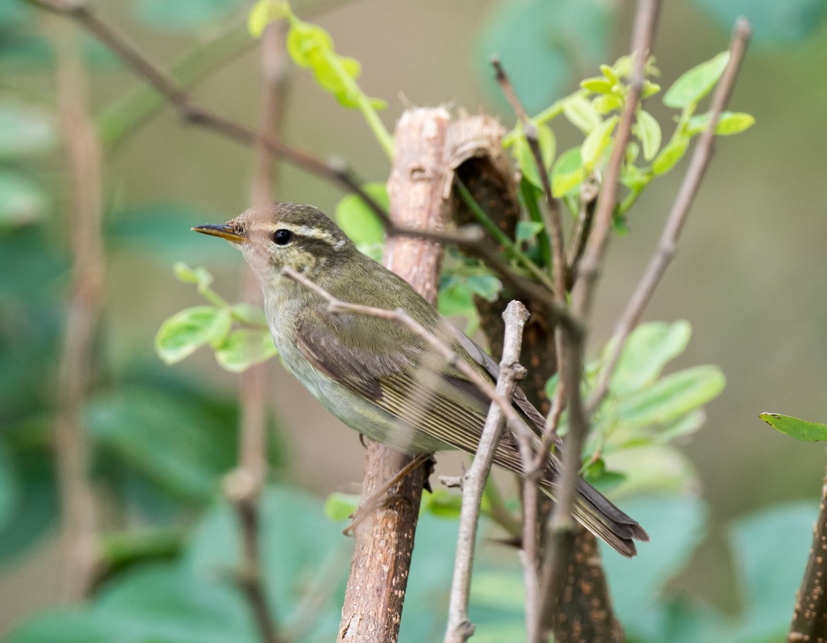 Japanese Leaf/Arctic/Kamchatka Leaf Warbler - ML71043891