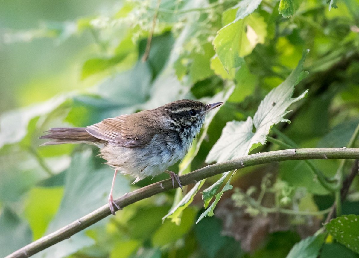 Pale-legged/Sakhalin Leaf Warbler - ML71044641