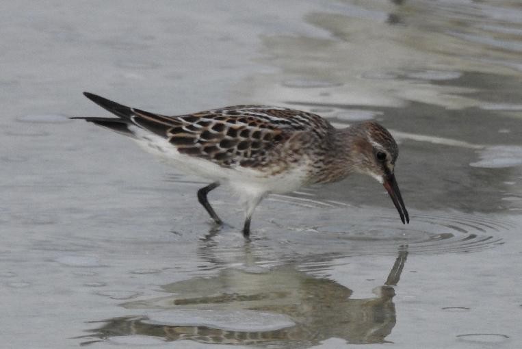 White-rumped Sandpiper - ML71045801