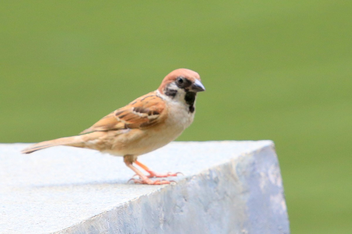 Eurasian Tree Sparrow - ML71046011
