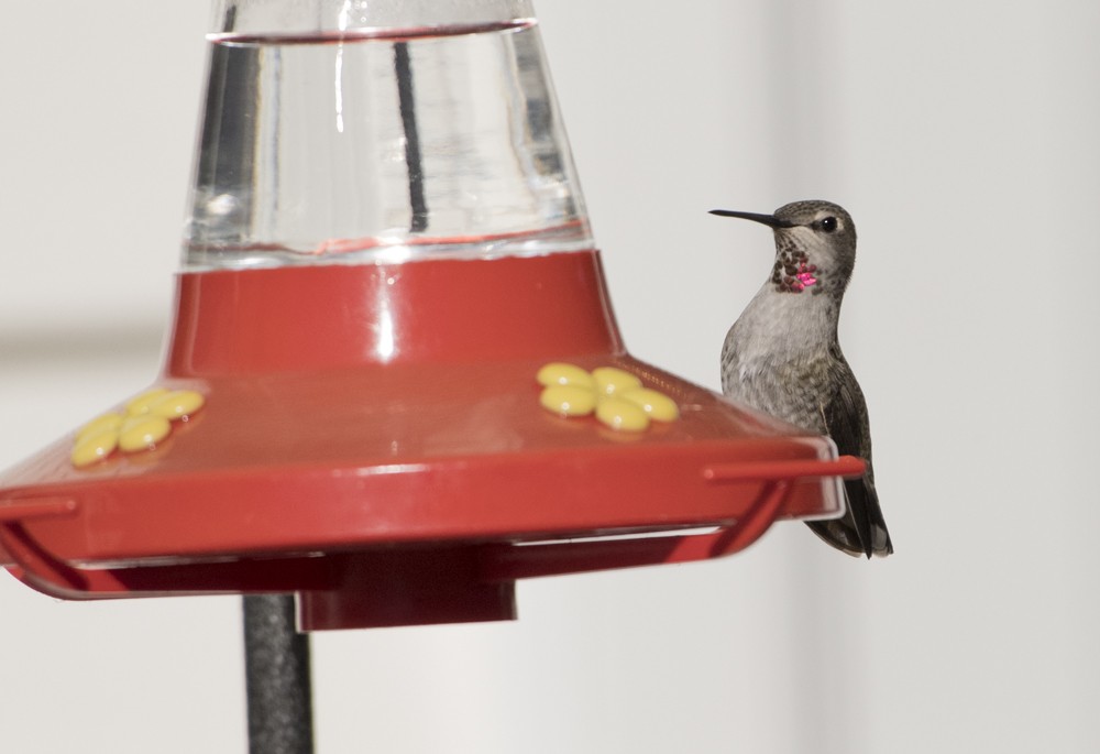 Anna's Hummingbird - ML71047771