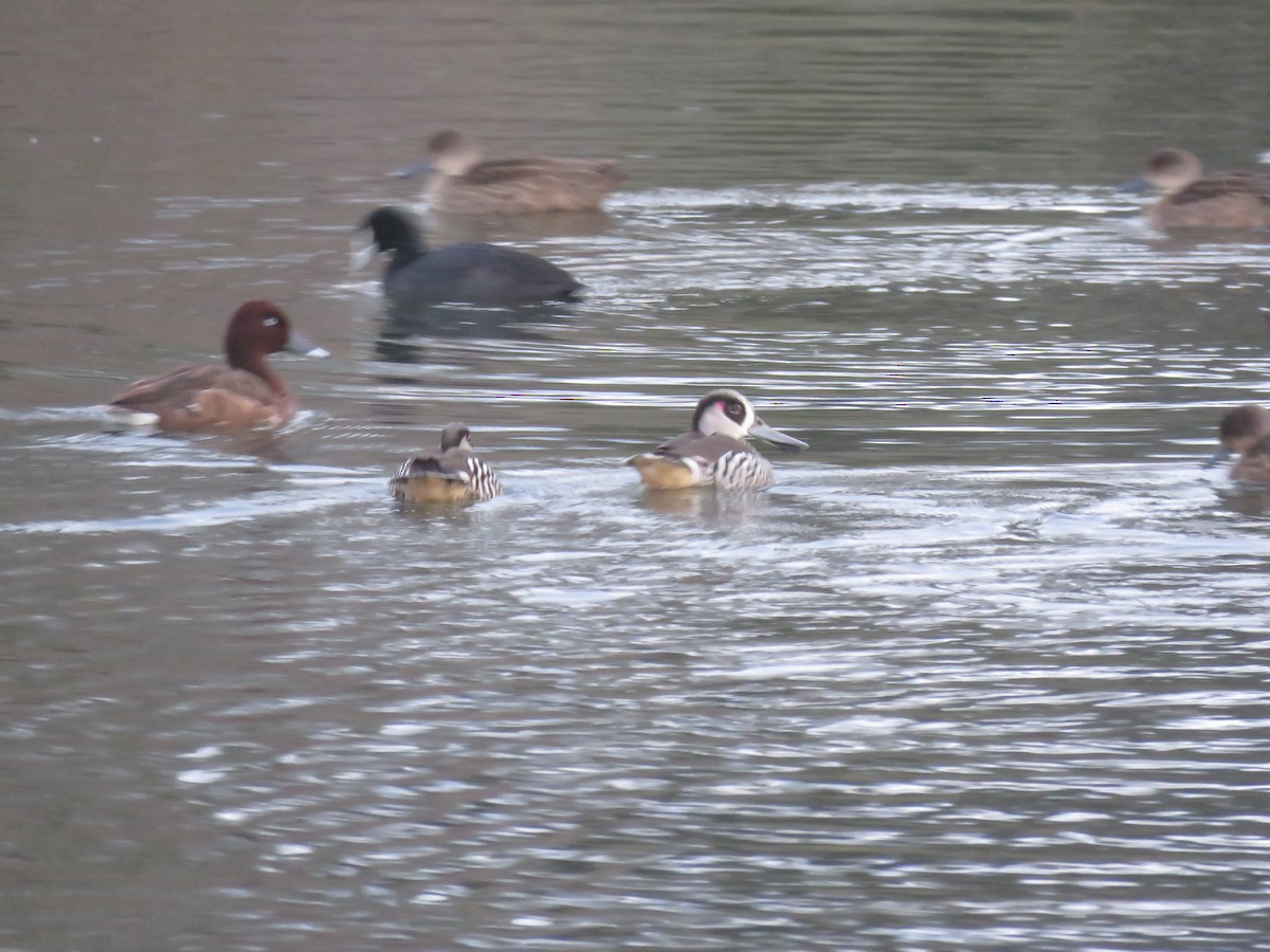 Pink-eared Duck - ML71048531