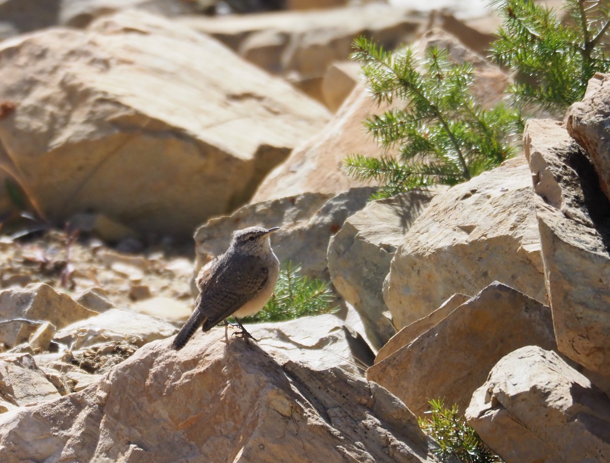 Rock Wren - Steve Wickliffe