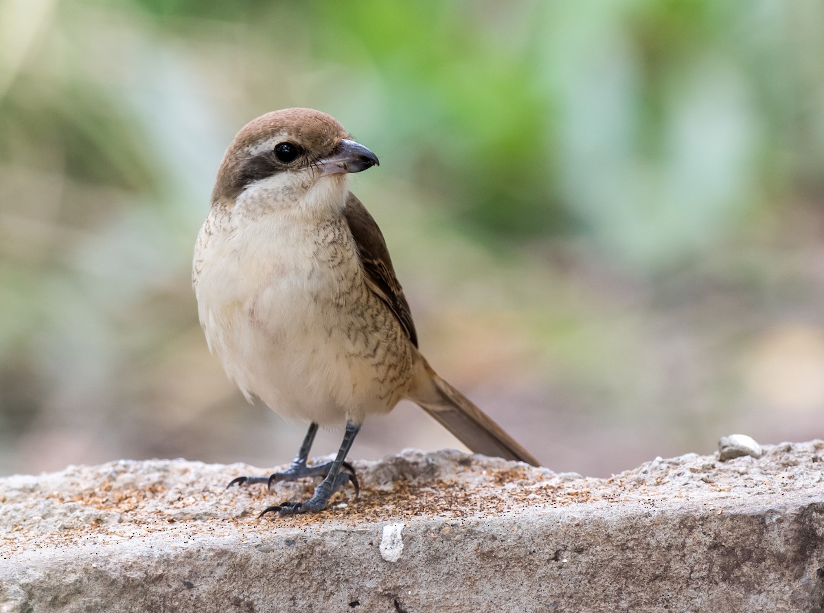 Brown Shrike - Kai Pflug