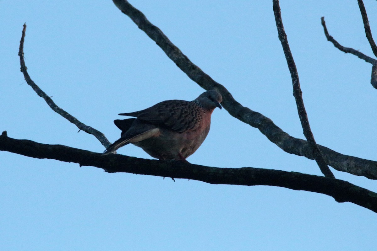 Spotted Dove - ML71049721