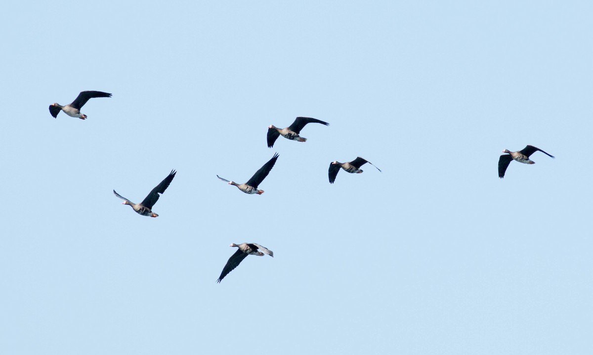 Greater White-fronted Goose (Western) - ML71049801