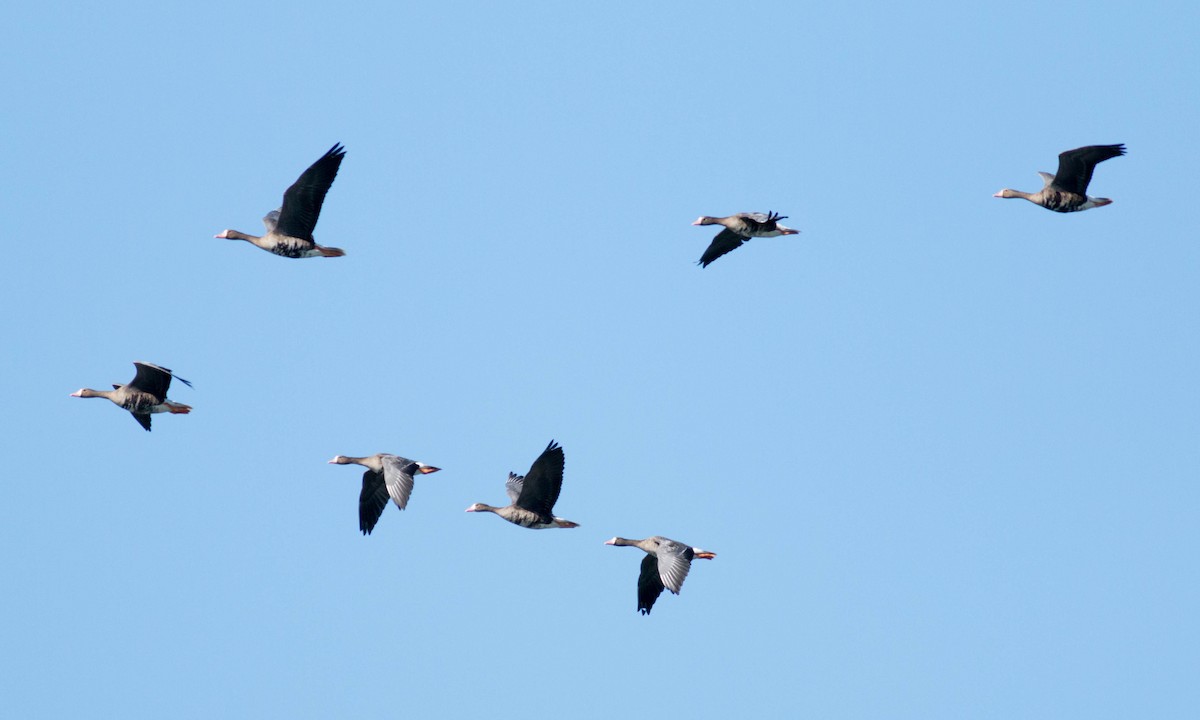 Greater White-fronted Goose (Western) - ML71049811