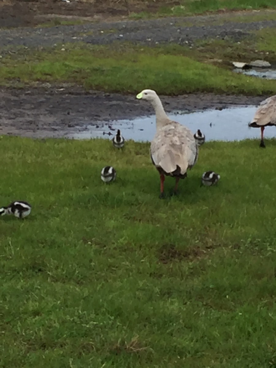 Cape Barren Goose - ML71049831