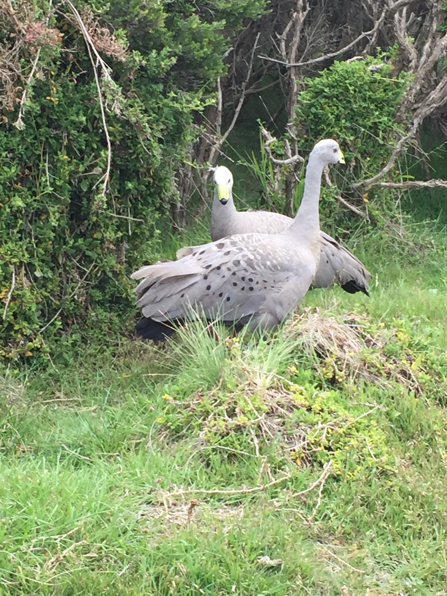 Cape Barren Goose - ML71049861