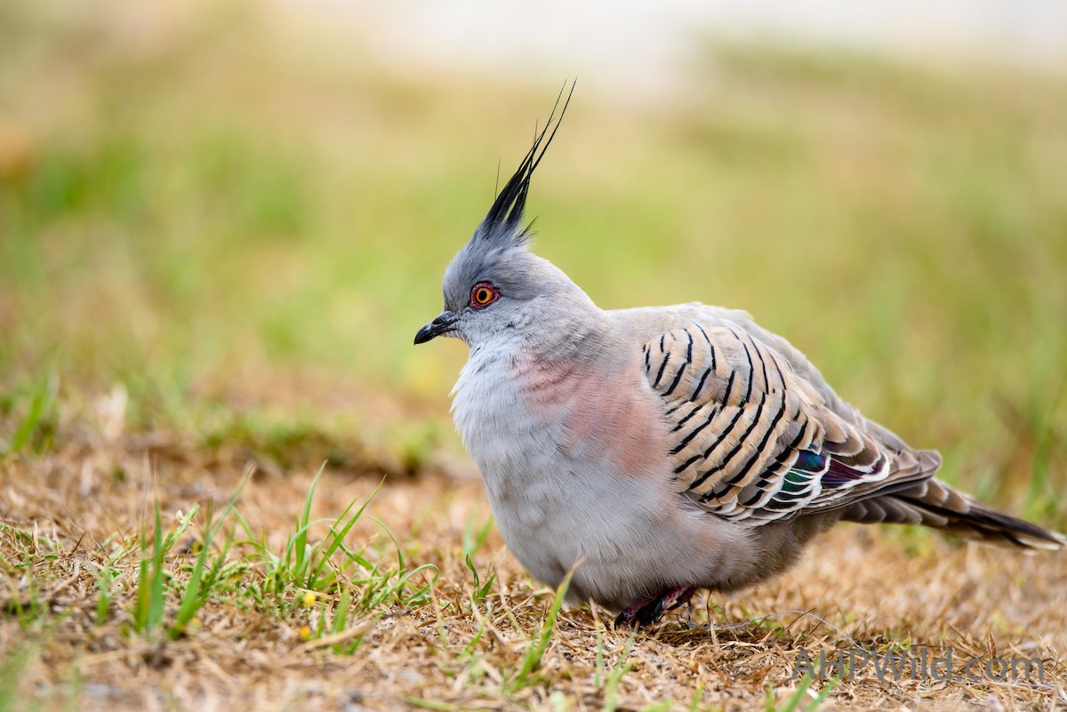 Crested Pigeon - Adam Higgins