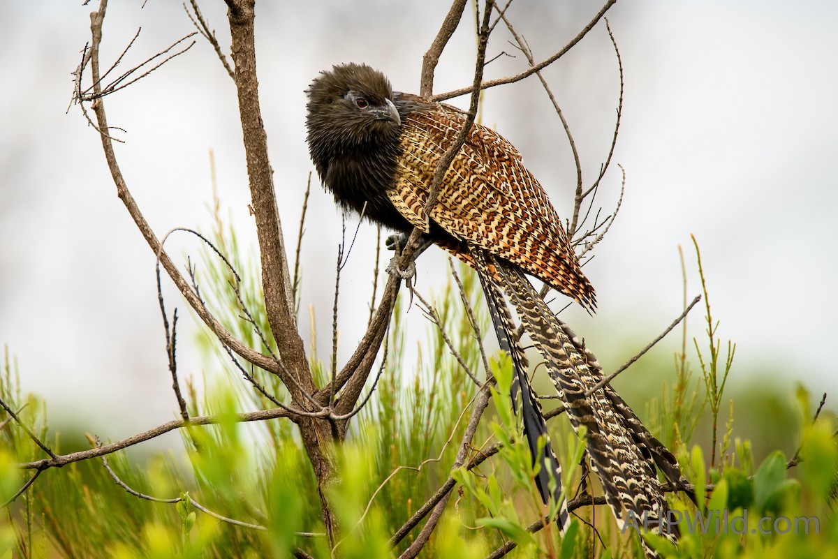 Pheasant Coucal - ML71050311