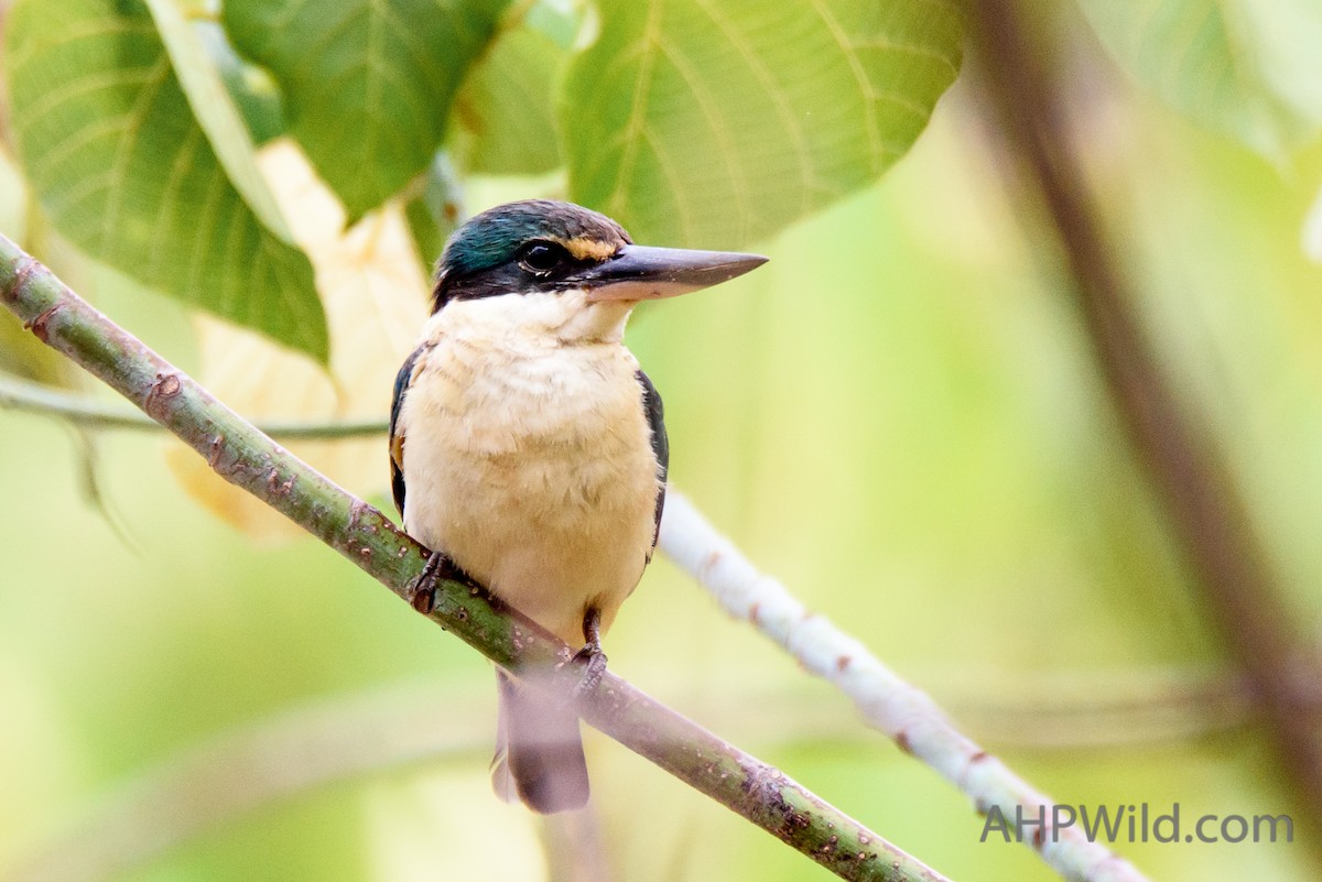 Sacred Kingfisher - ML71050341