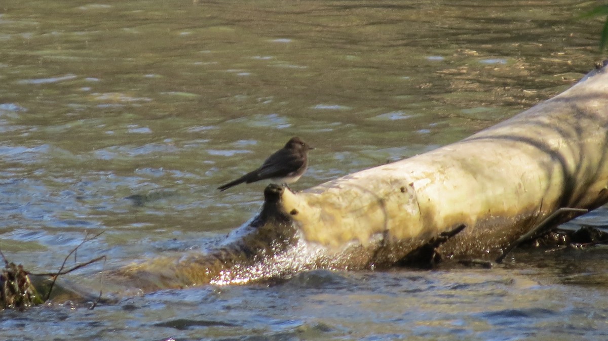 Black Phoebe - ML71050401