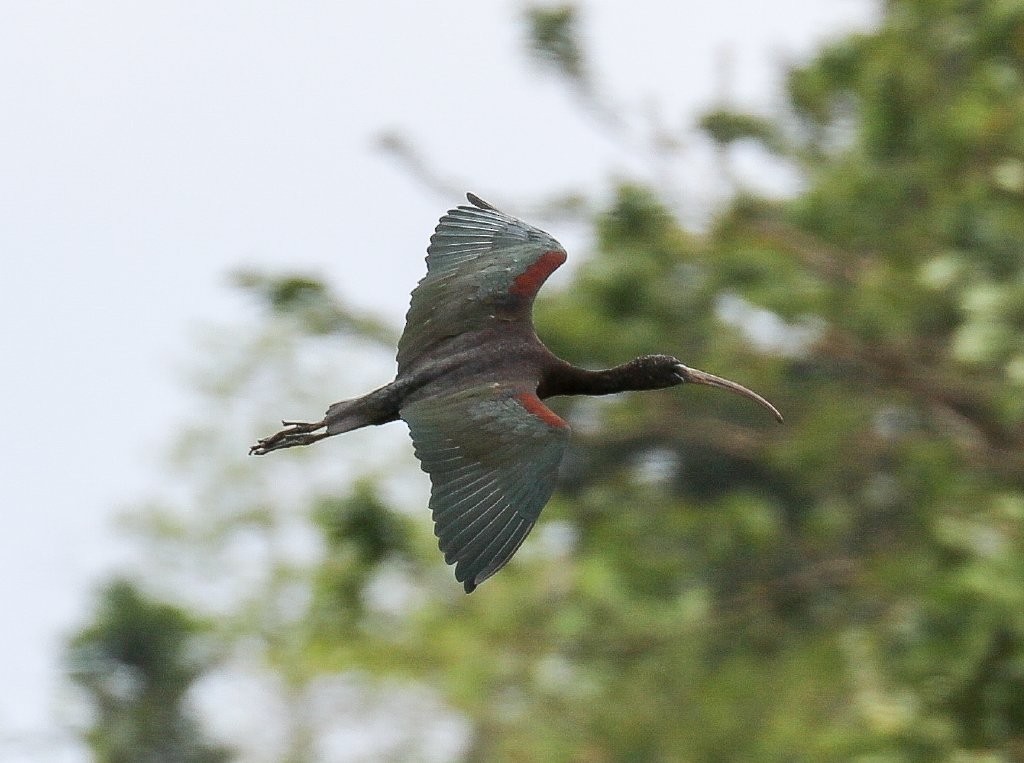 ibis hnědý - ML71050561