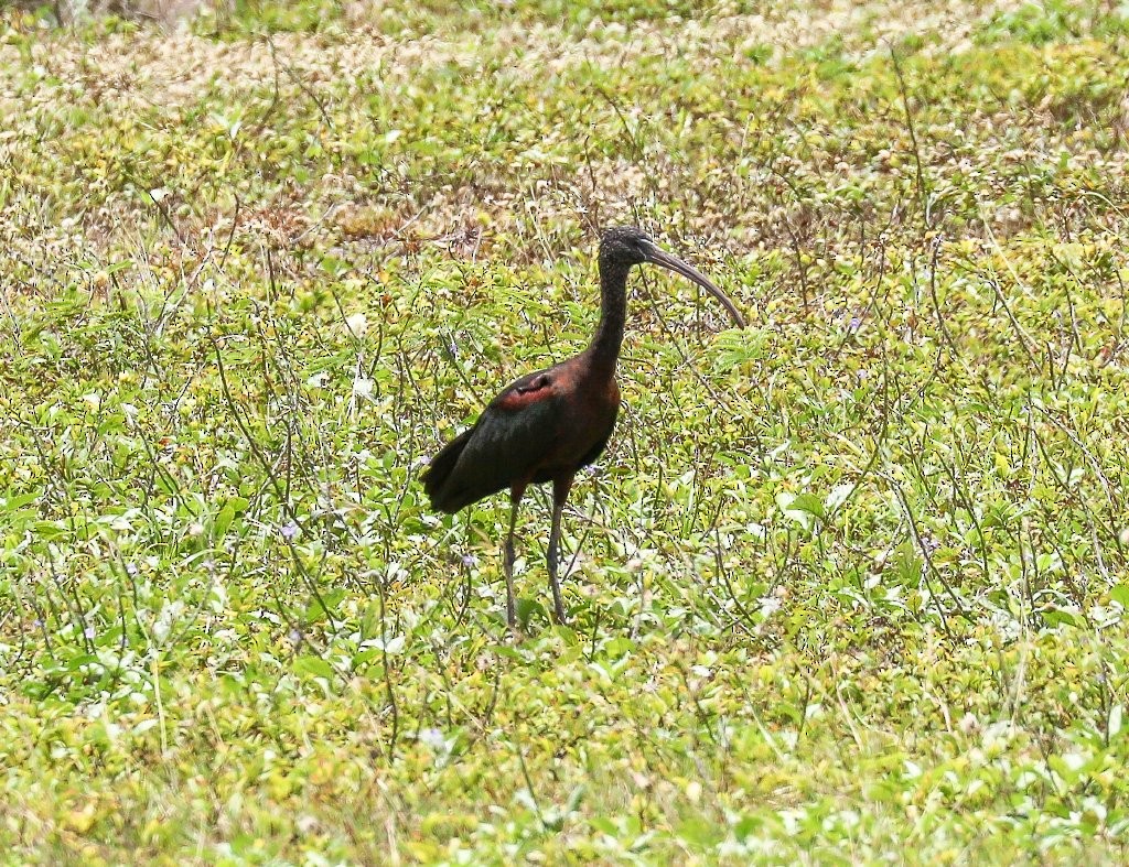 ibis hnědý - ML71050571