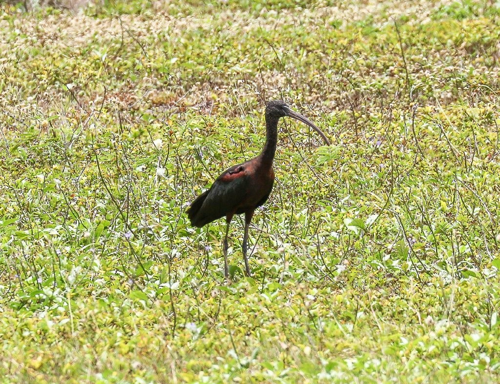 Glossy Ibis - ML71050571