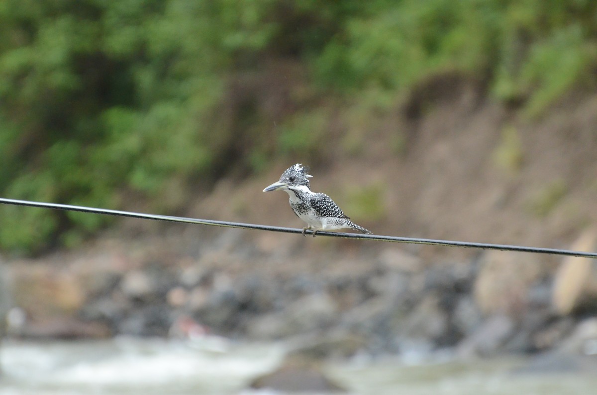 Crested Kingfisher - ML71051611