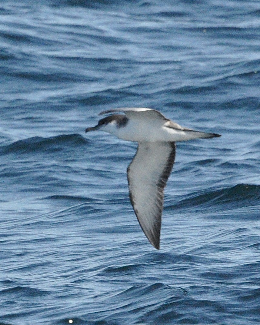 Buller's Shearwater - Barbara Peck