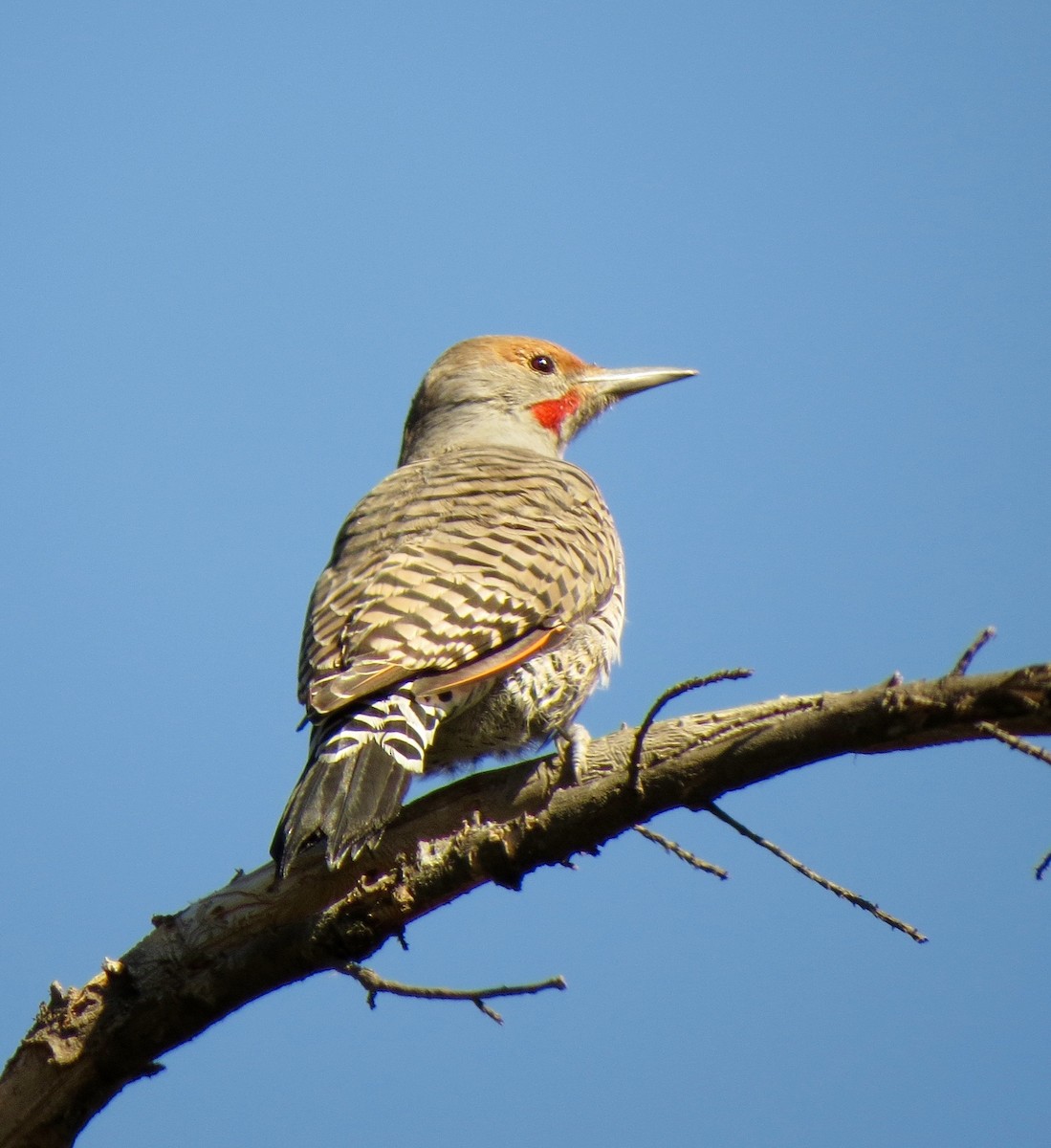 Northern Flicker (Red-shafted) - Petra Clayton