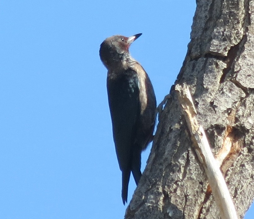 Lewis's Woodpecker - ML71052701