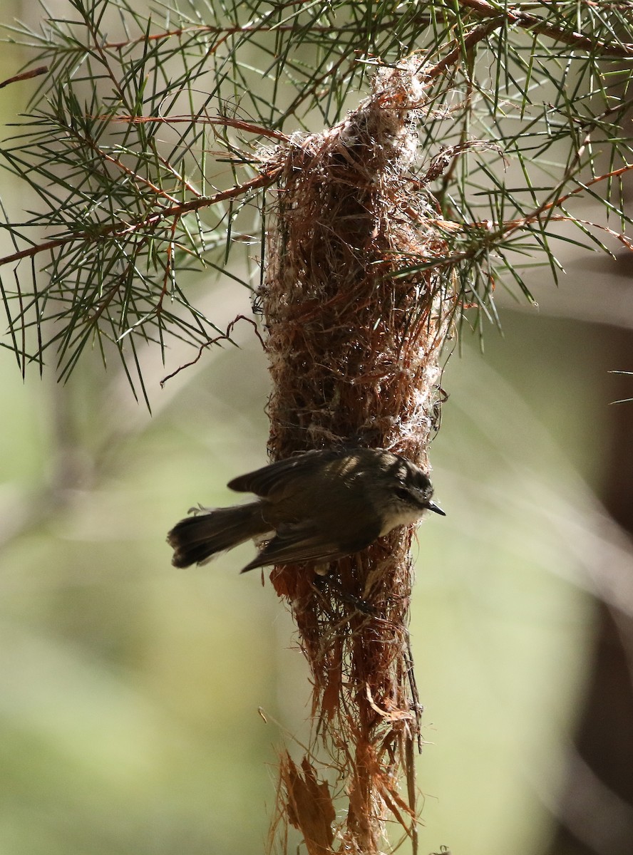 Brown Gerygone - ML71052731