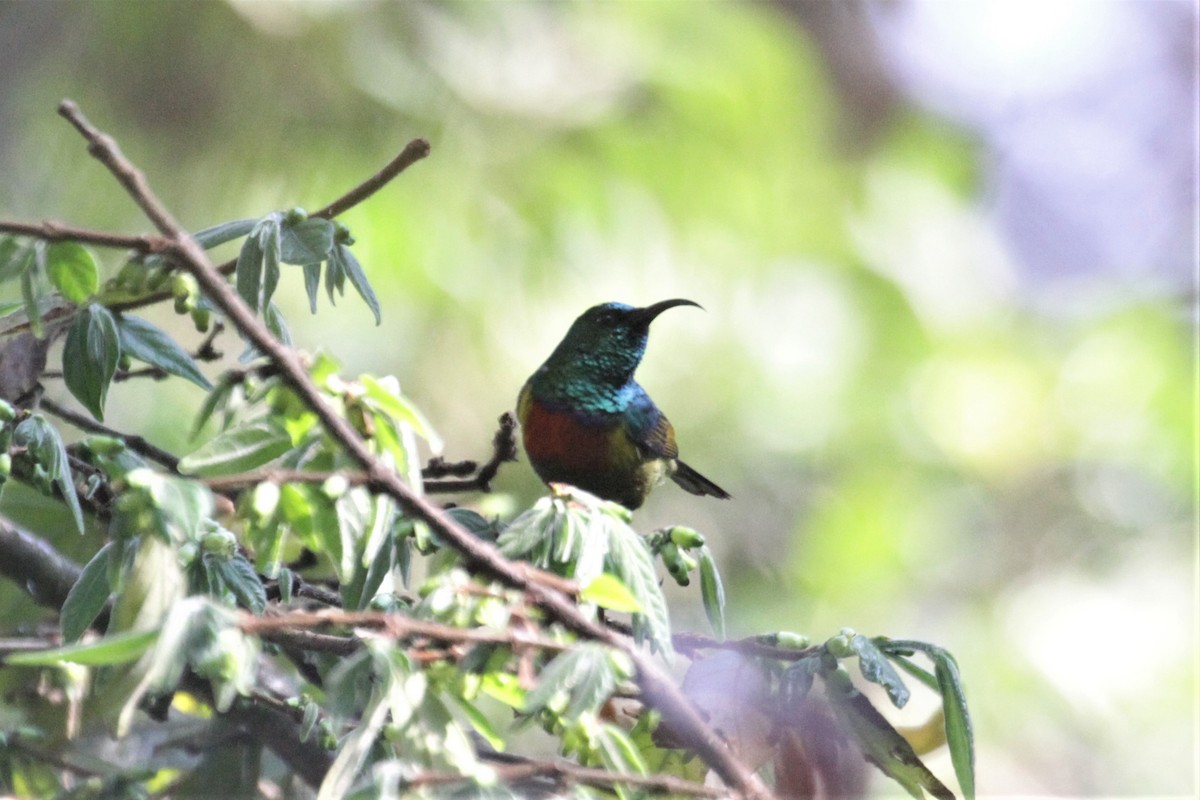 Moreau's Sunbird - ML71053401