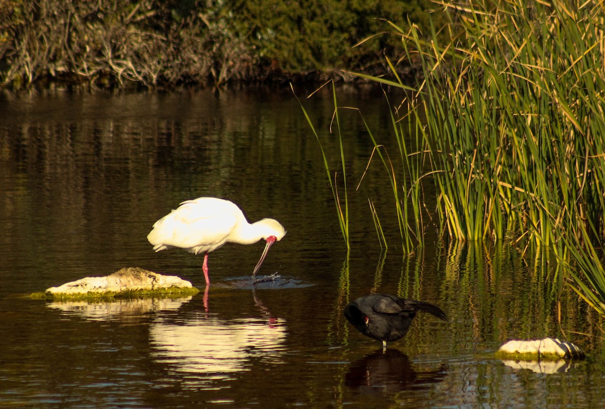 African Spoonbill - Callum Evans