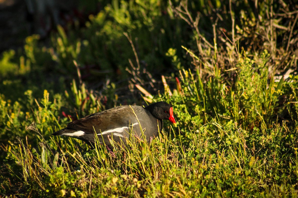 Gallinule poule-d'eau - ML71053811