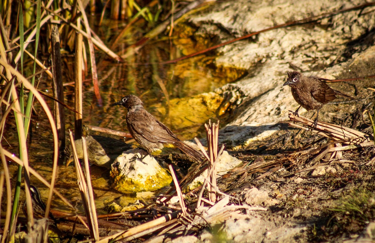 Bulbul du Cap - ML71053821