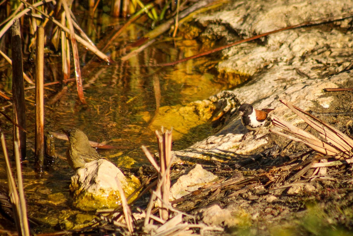 Black-headed Canary (Black-headed) - Callum Evans