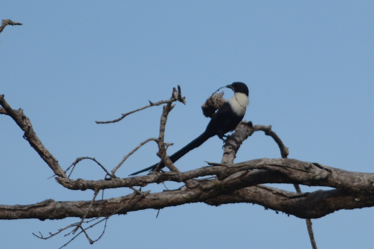 špaček bělokrký - ML71054171