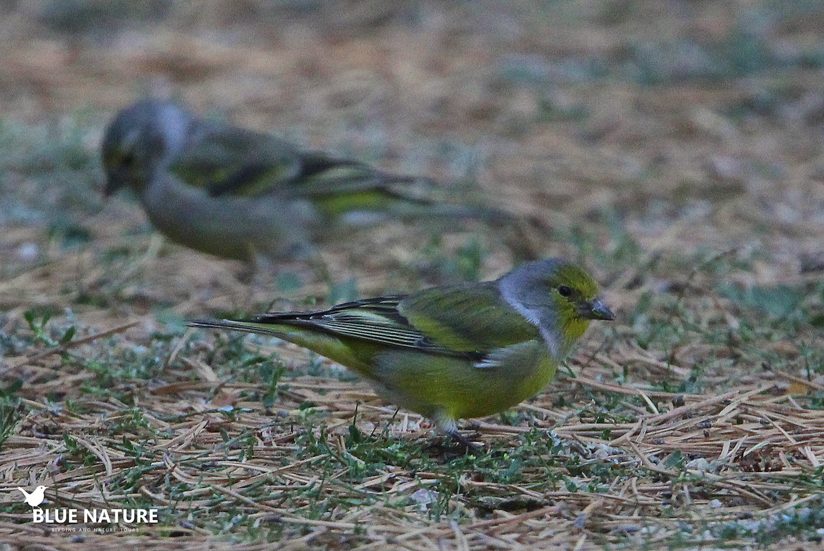 Citril Finch - José María De La Peña