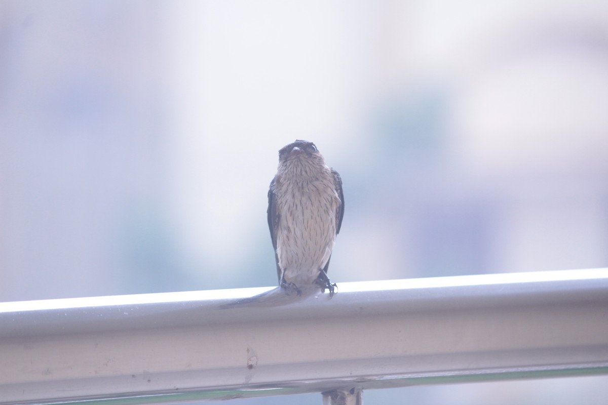 Red-rumped Swallow (Red-rumped) - ML71054691