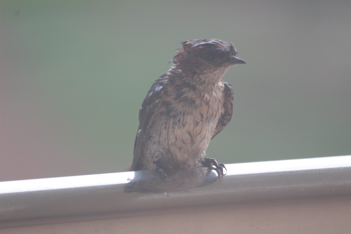 Streak-throated Swallow - ML71054781