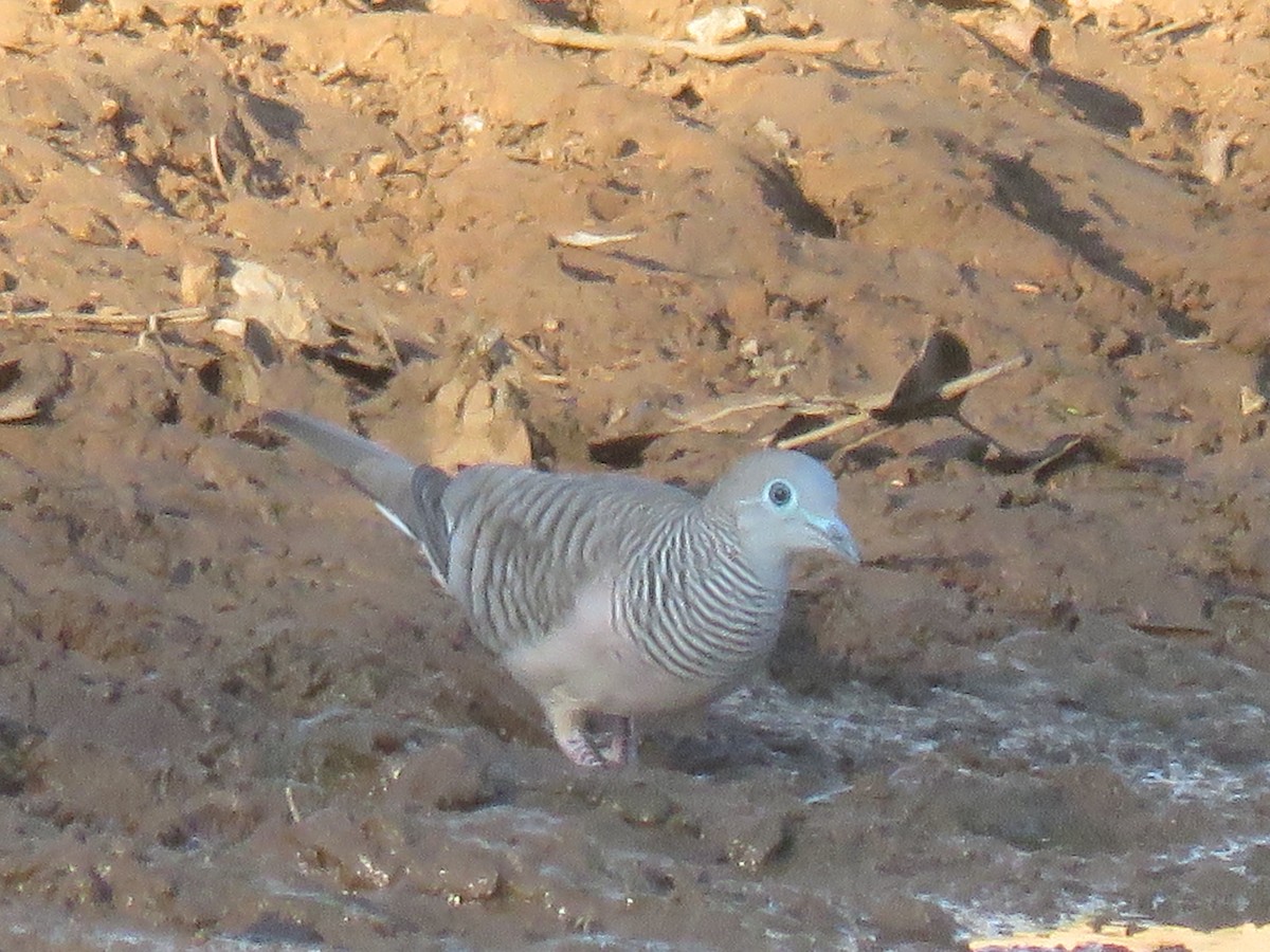 Peaceful Dove - ML71055331