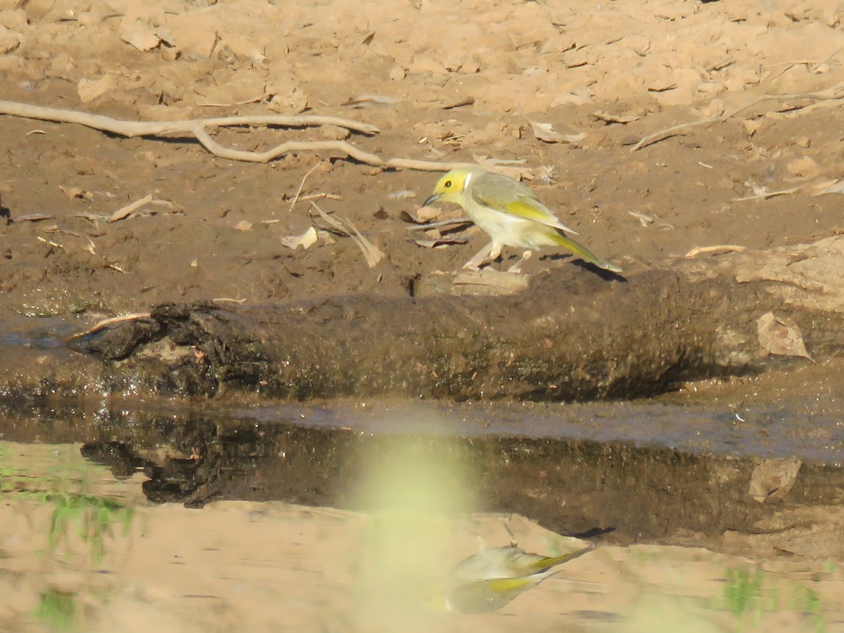 White-plumed Honeyeater - ML71055901