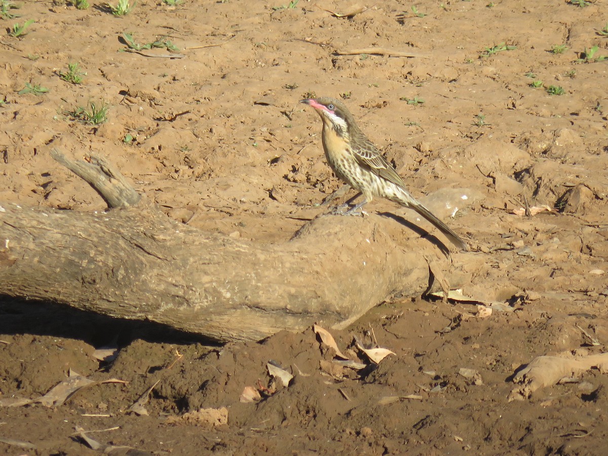 Spiny-cheeked Honeyeater - ML71055911