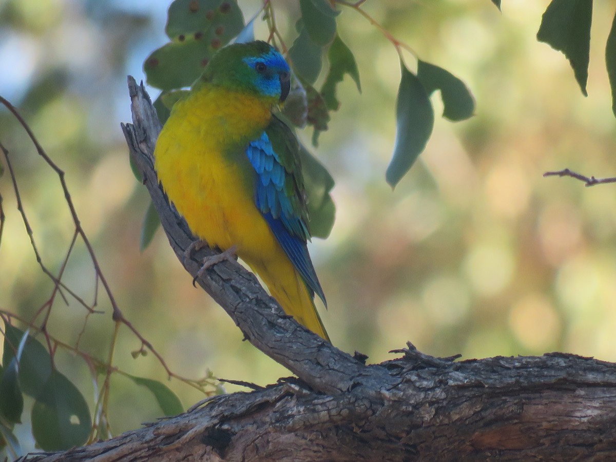 Turquoise Parrot - ML71055971