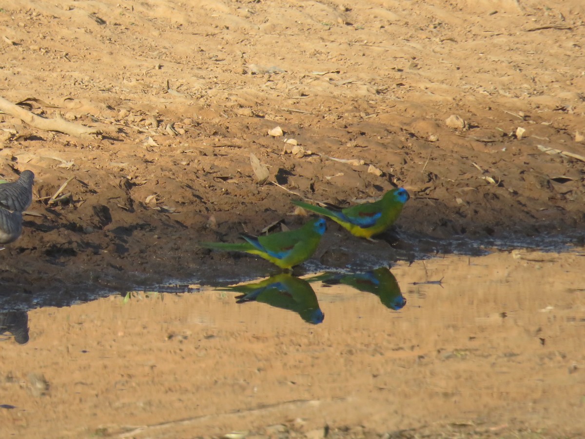 Turquoise Parrot - ML71055991