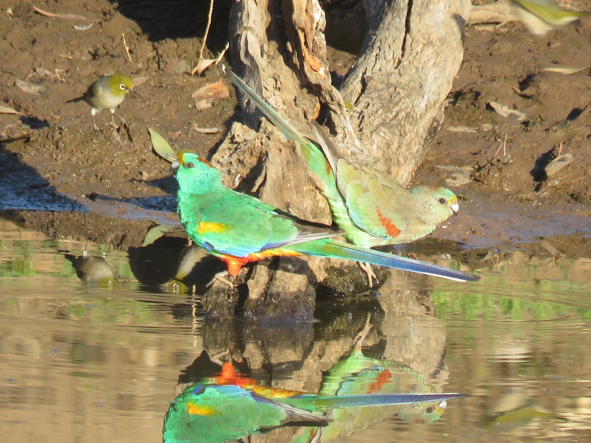 Mulga Parrot - ML71056011