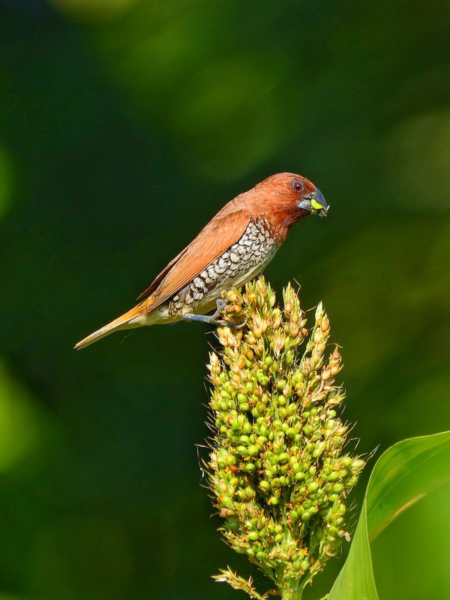 Scaly-breasted Munia - ML71056361