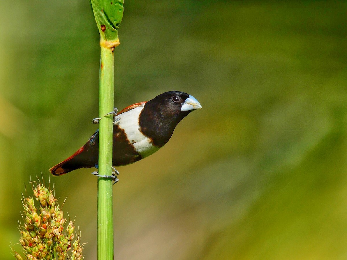 Tricolored Munia - Renuka Vijayaraghavan