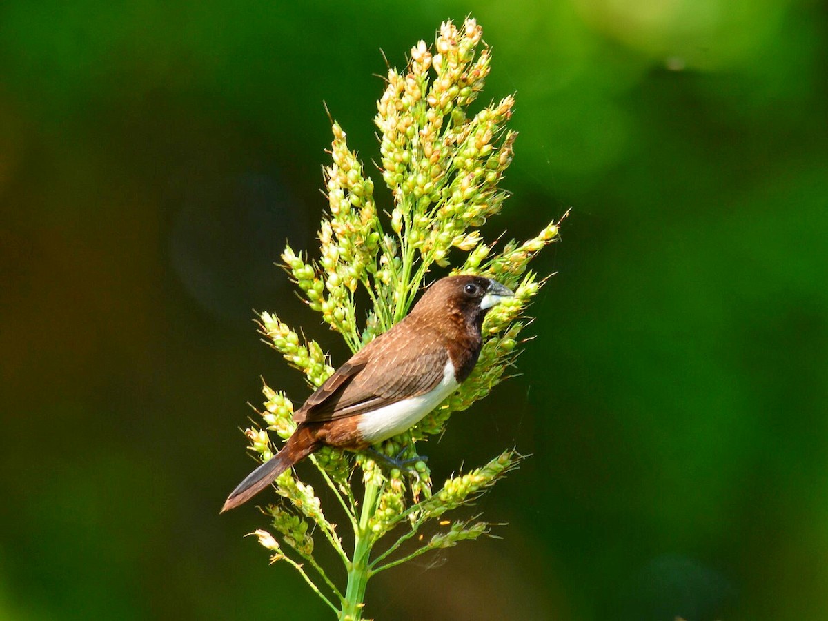 White-rumped Munia - ML71056451