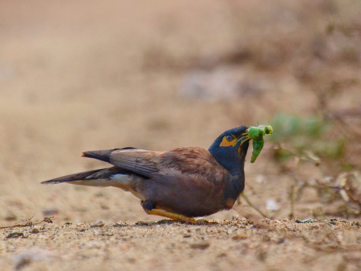 Common Myna - ML71056481