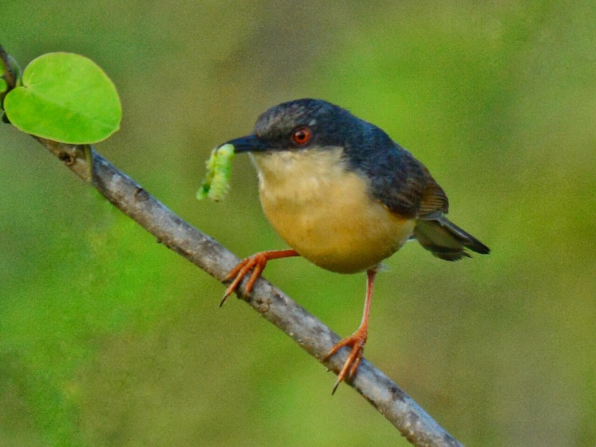 Prinia cendrée - ML71056521