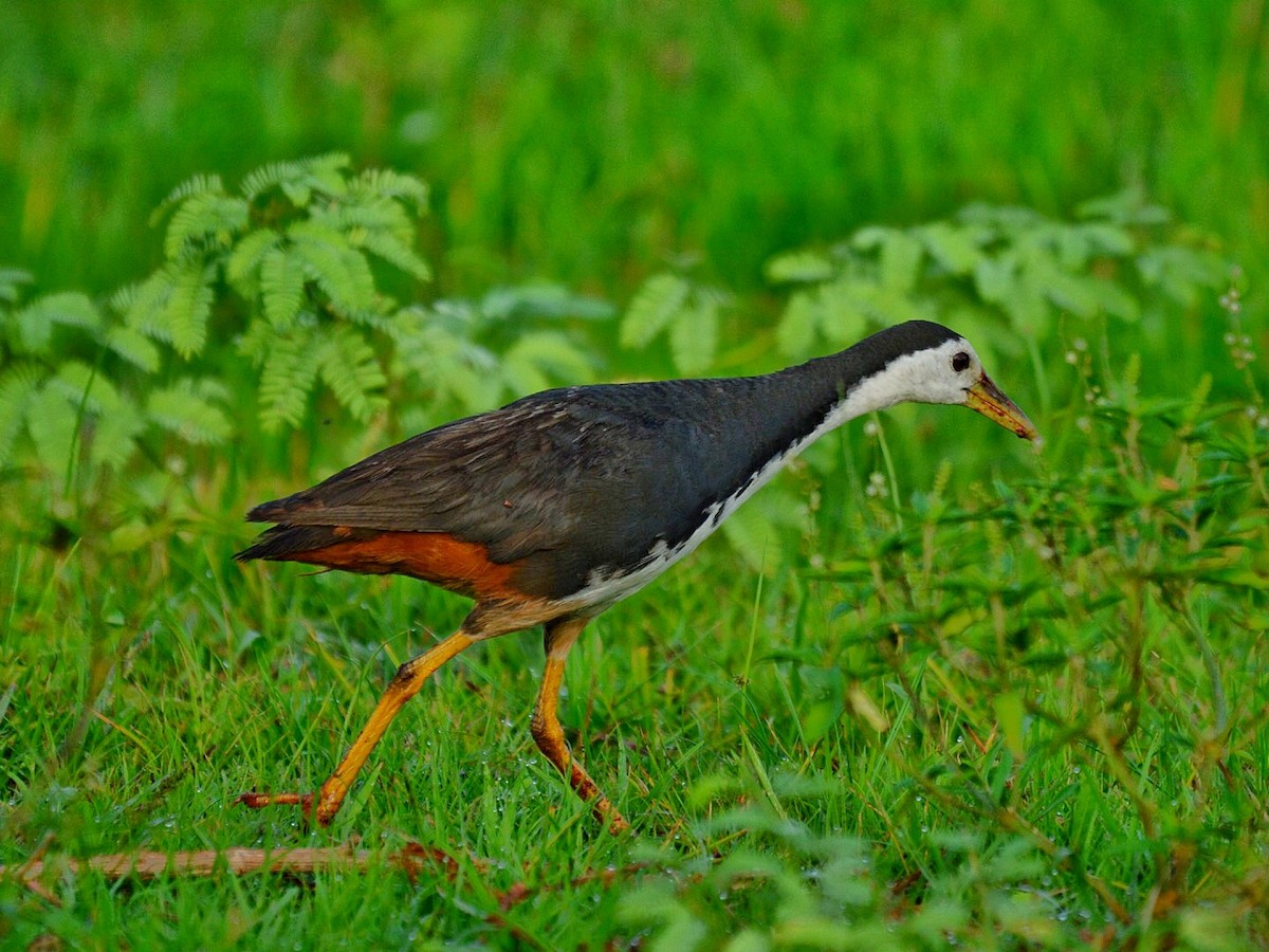 White-breasted Waterhen - ML71056551